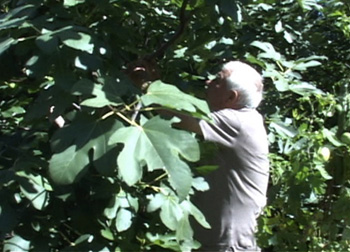 Fig tree in NY